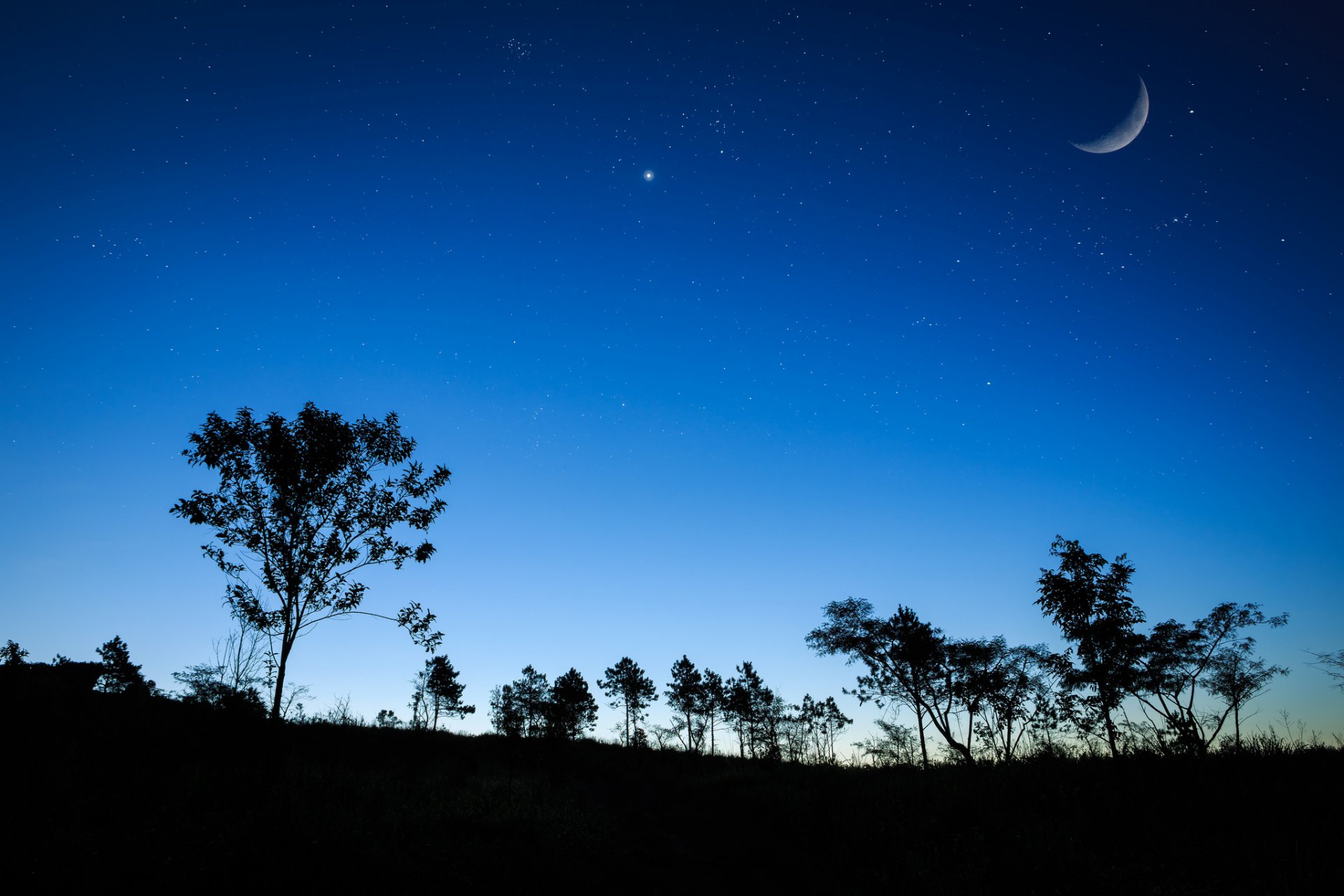 cielo noche estrellas luna hierba árboles silueta