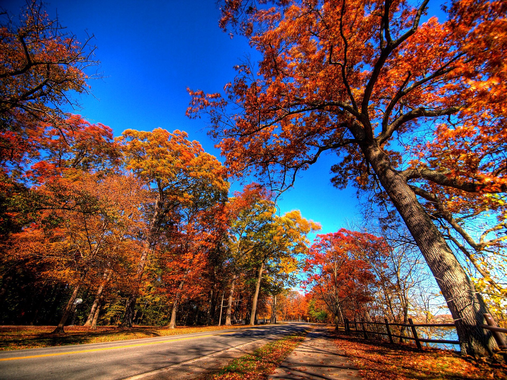 cielo alberi strada autunno foglie paesaggio