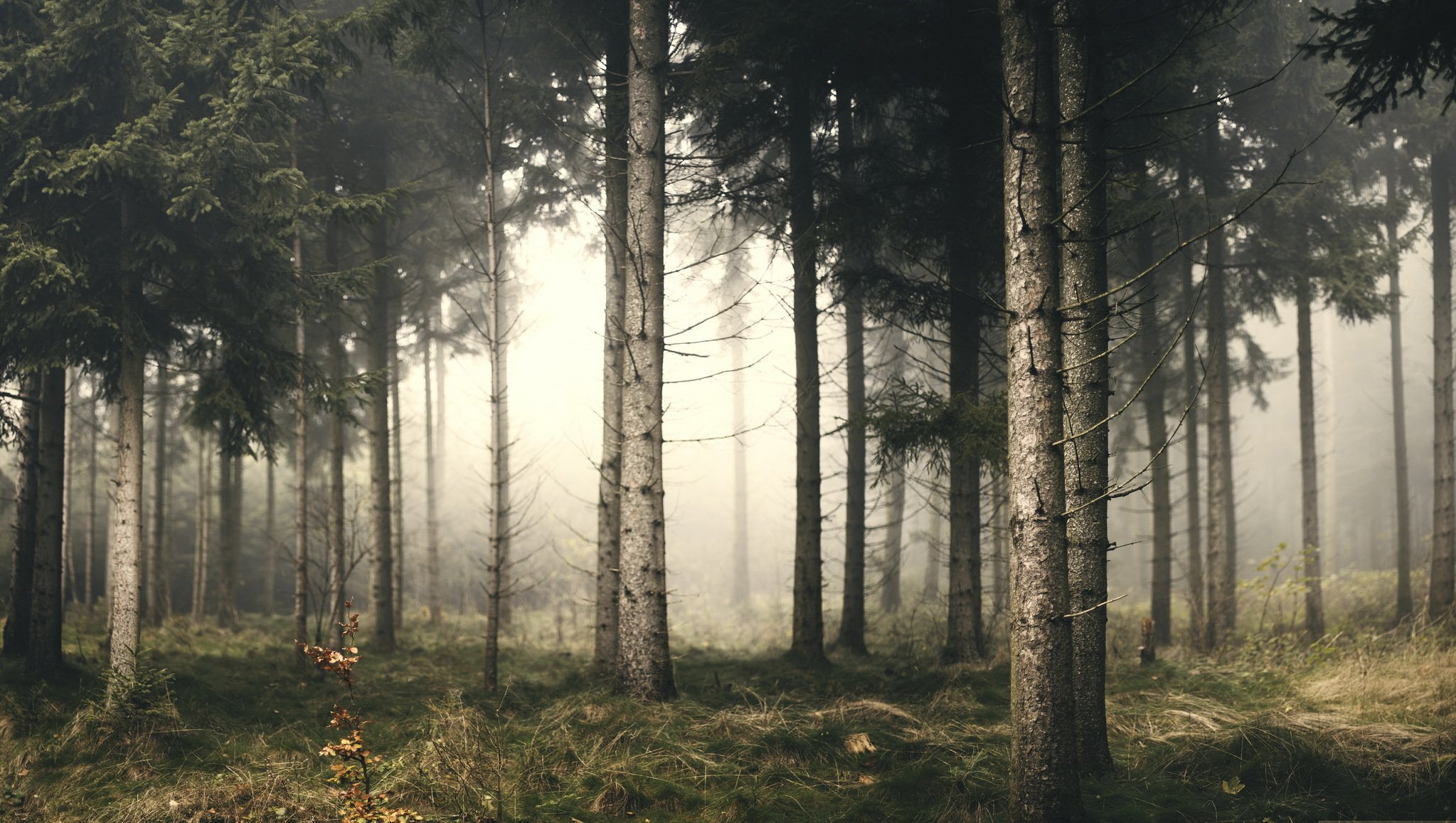 forest fog nature landscape