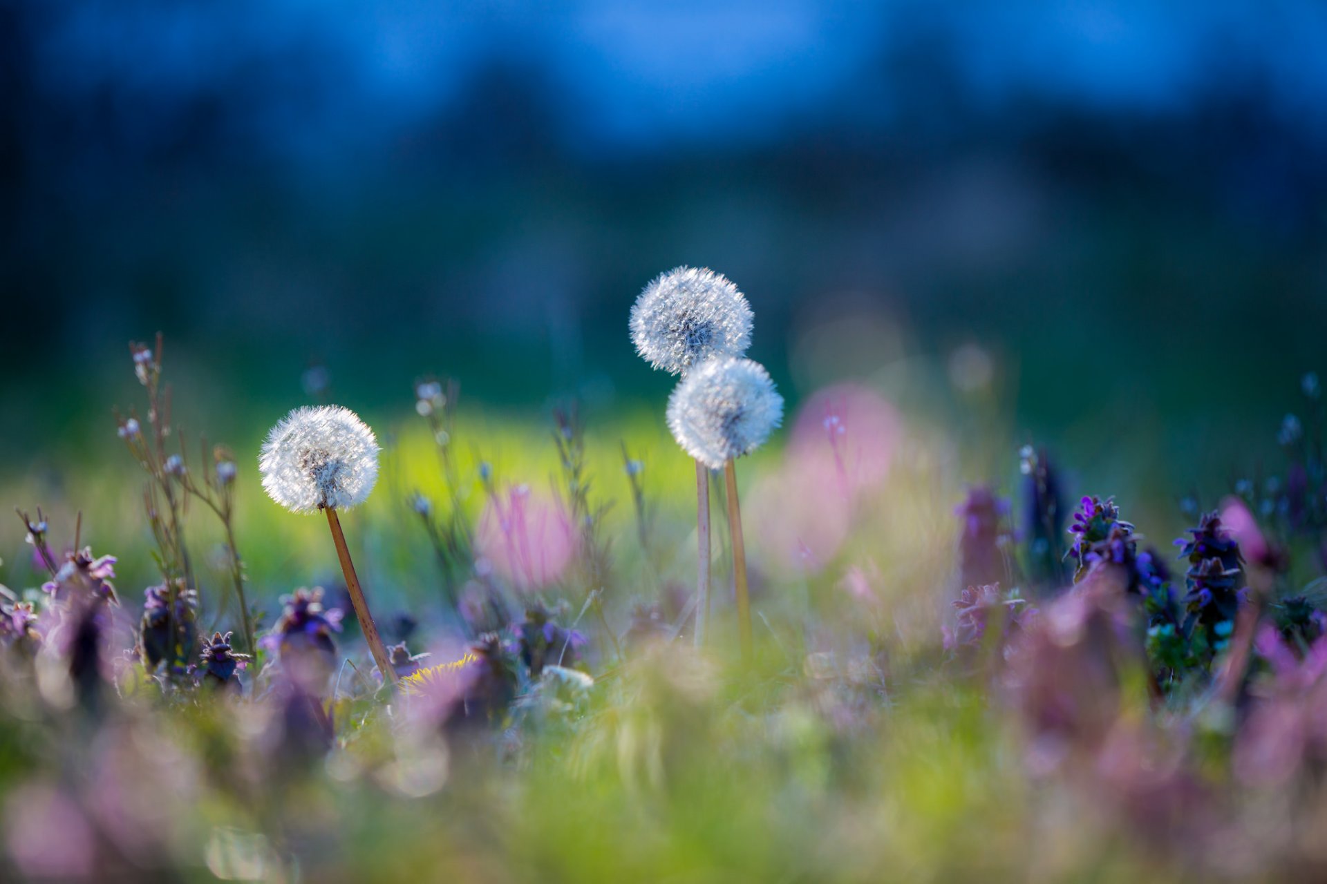 wiese gras pflanze blumen löwenzahn