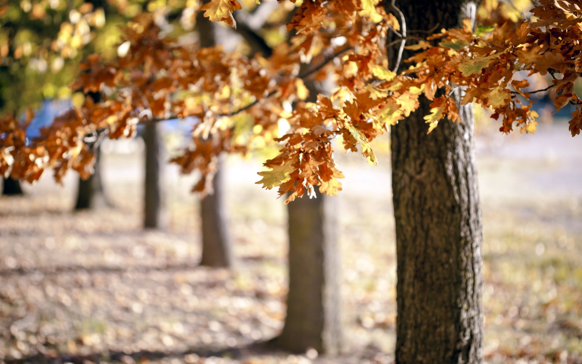 alberi autunno natura