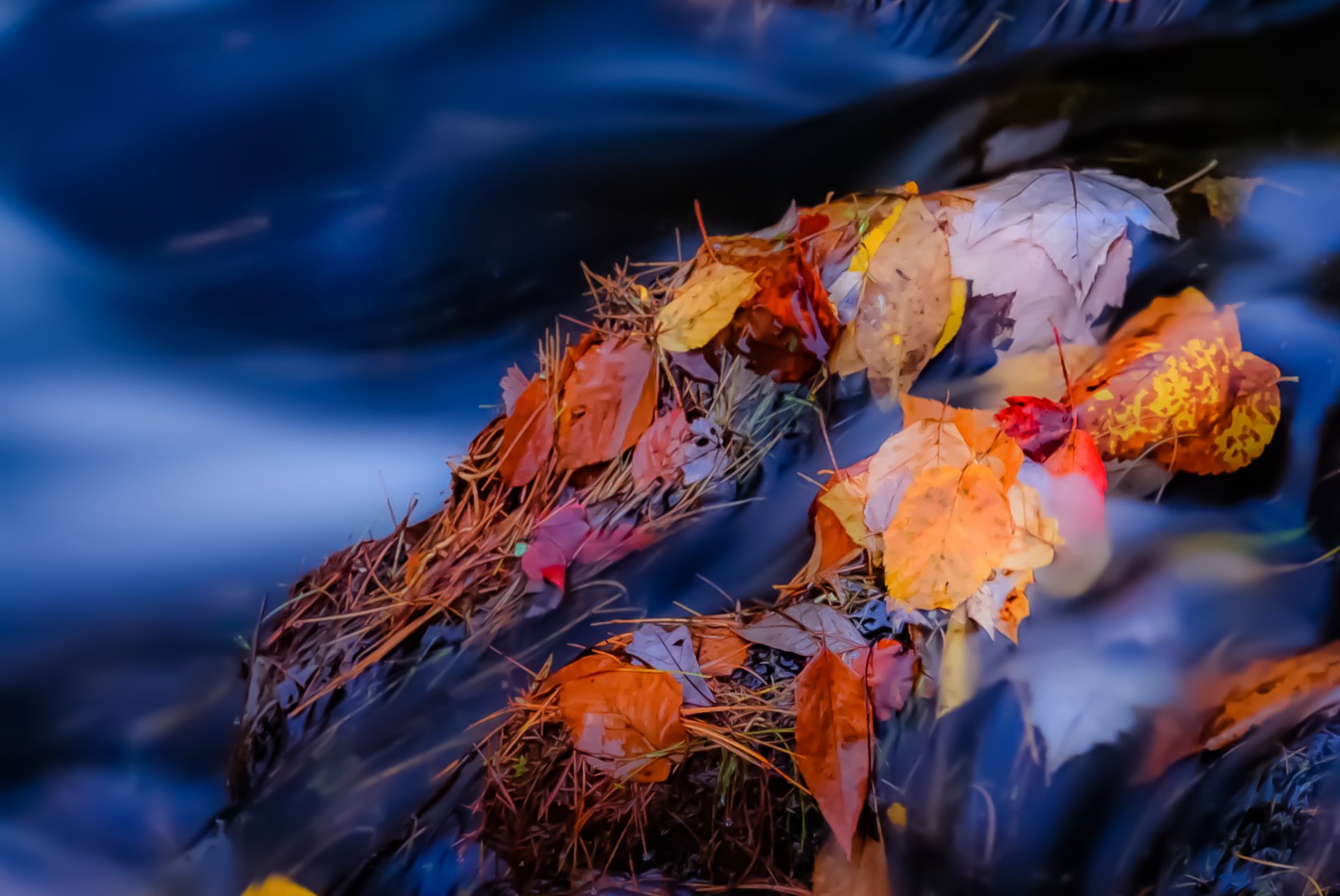 tones river creek feed leaves autumn