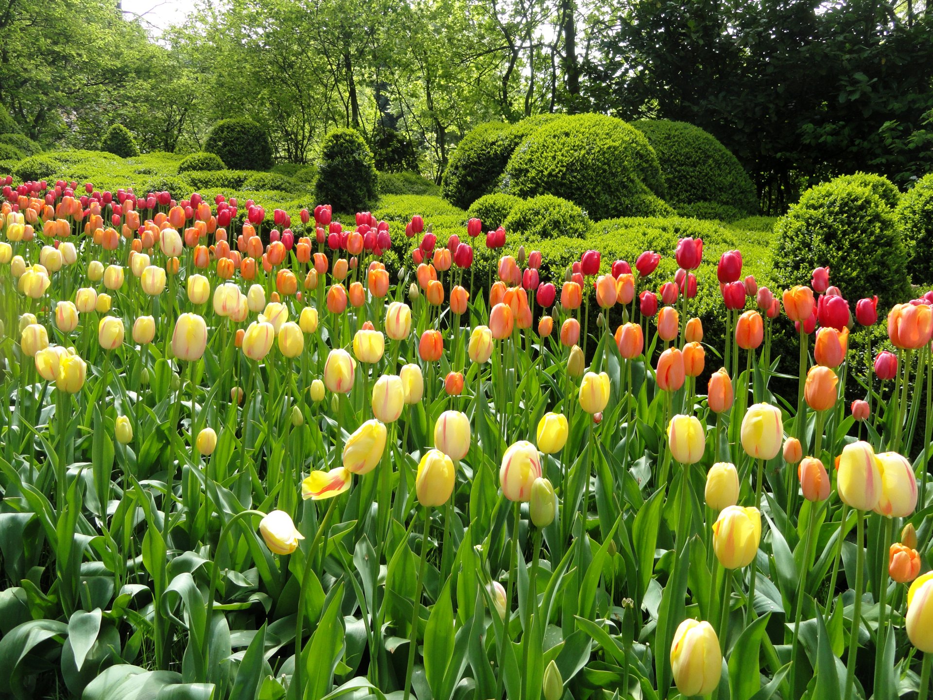 park garten blumenbeete blumen tulpen bunt bäume grüns