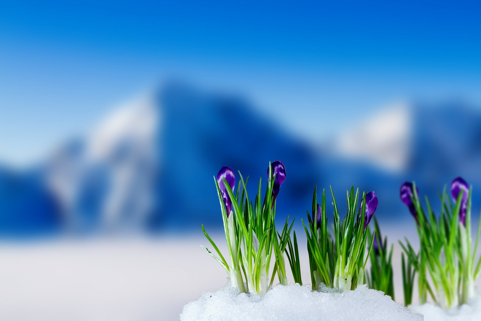 primavera azafrán montaña nieve flores primavera azafrán floración