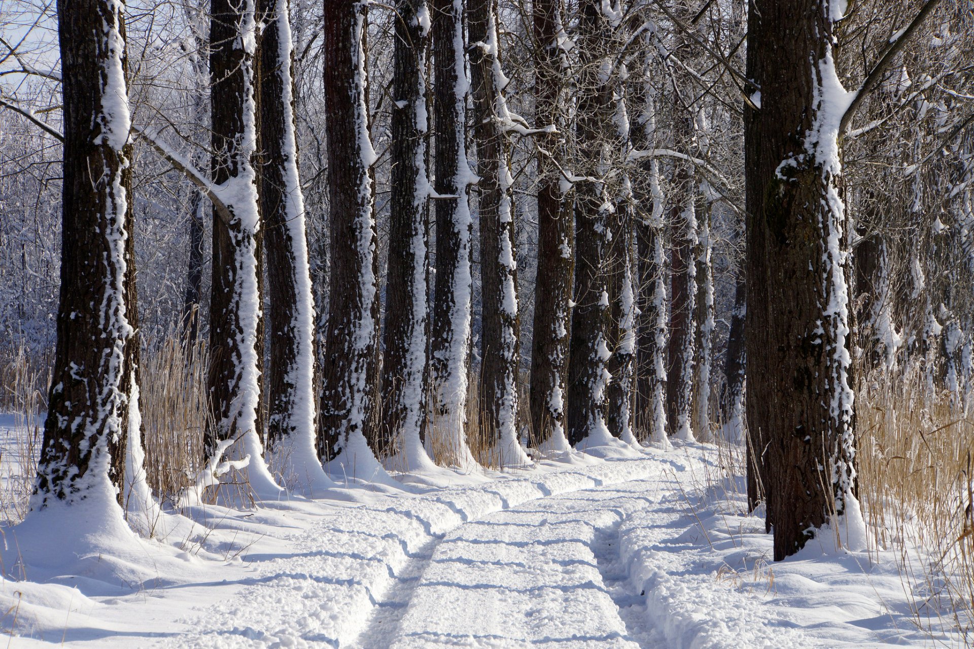 hiver neige arbres route allée