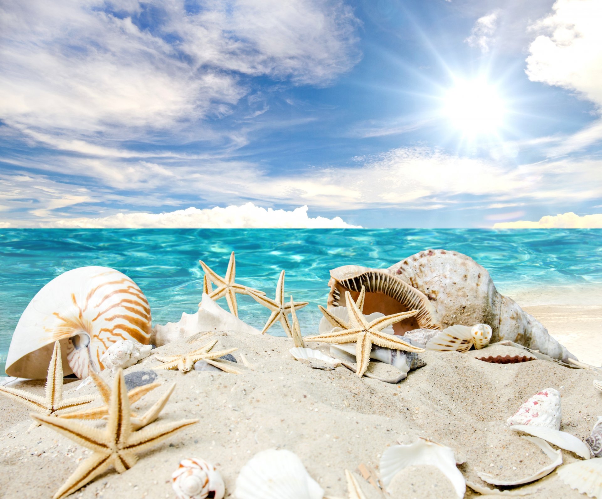 eashells starfish beach sea sun summer sand star