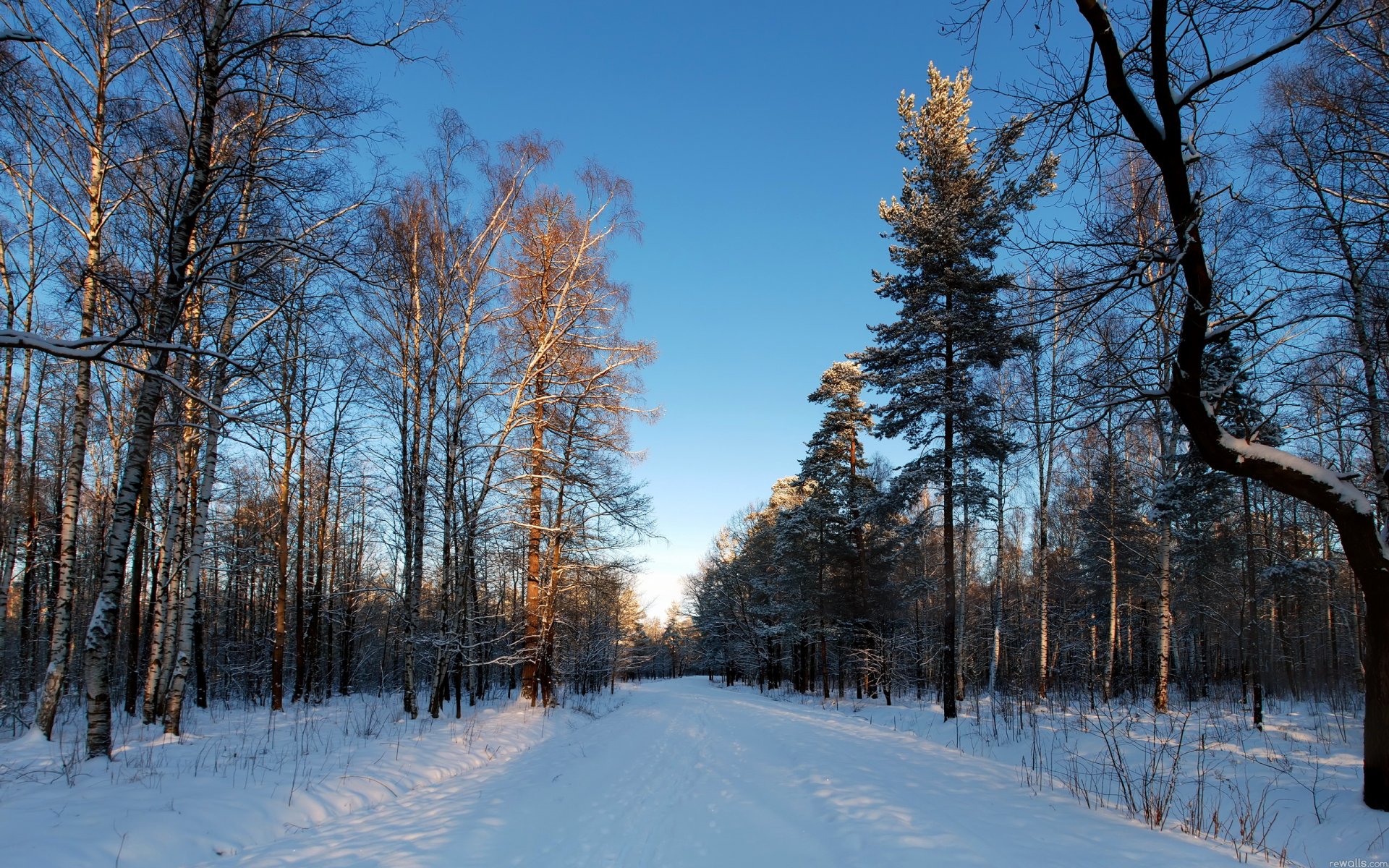 ciel route hiver arbres neige