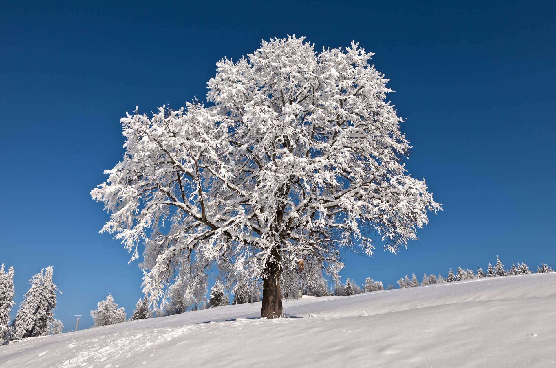 himmel winter schnee baum frost frost horizont