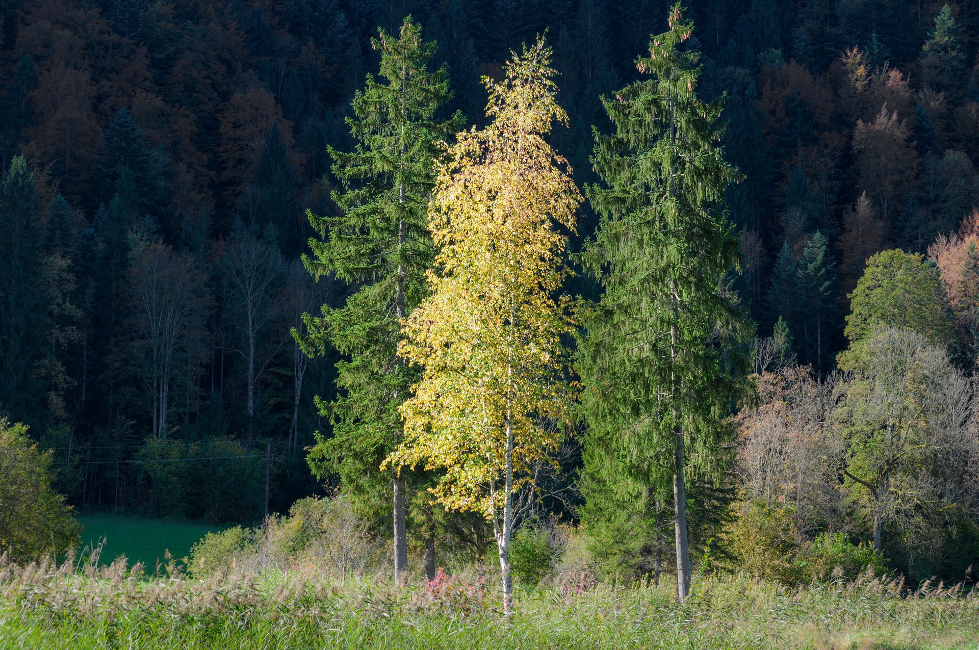 forest tree grass autumn