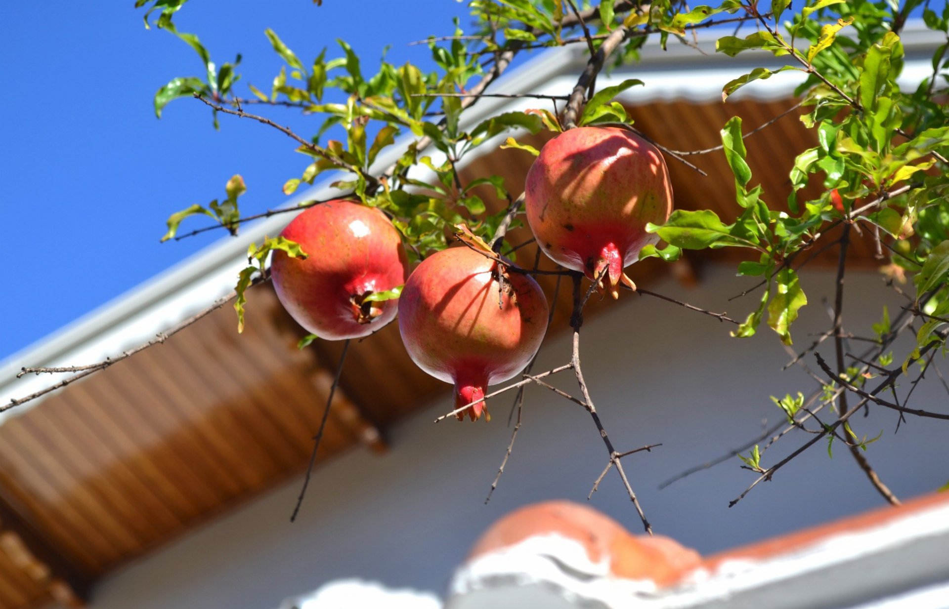 himmel dach baum zweig granatapfel obst