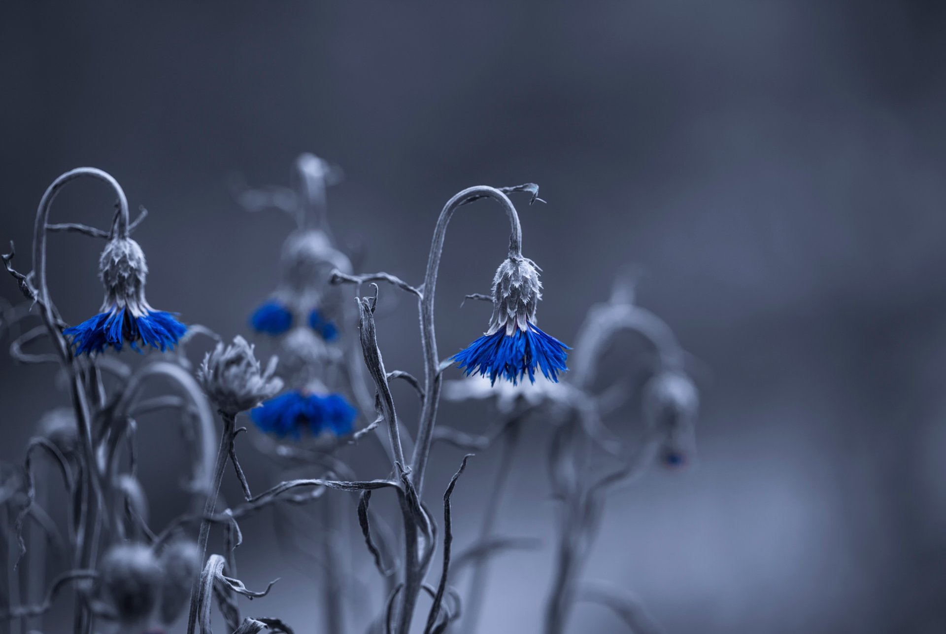 fiore campo fiordaliso bokeh