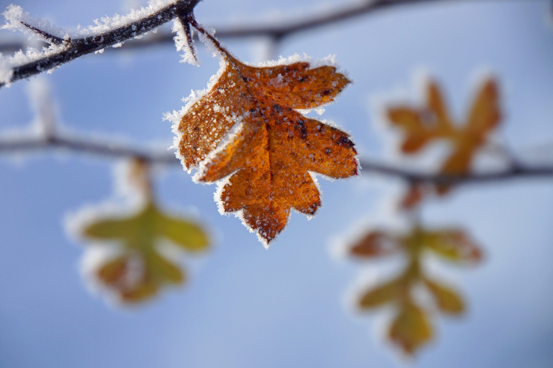 rami foglie giallo autunno gelo gelo