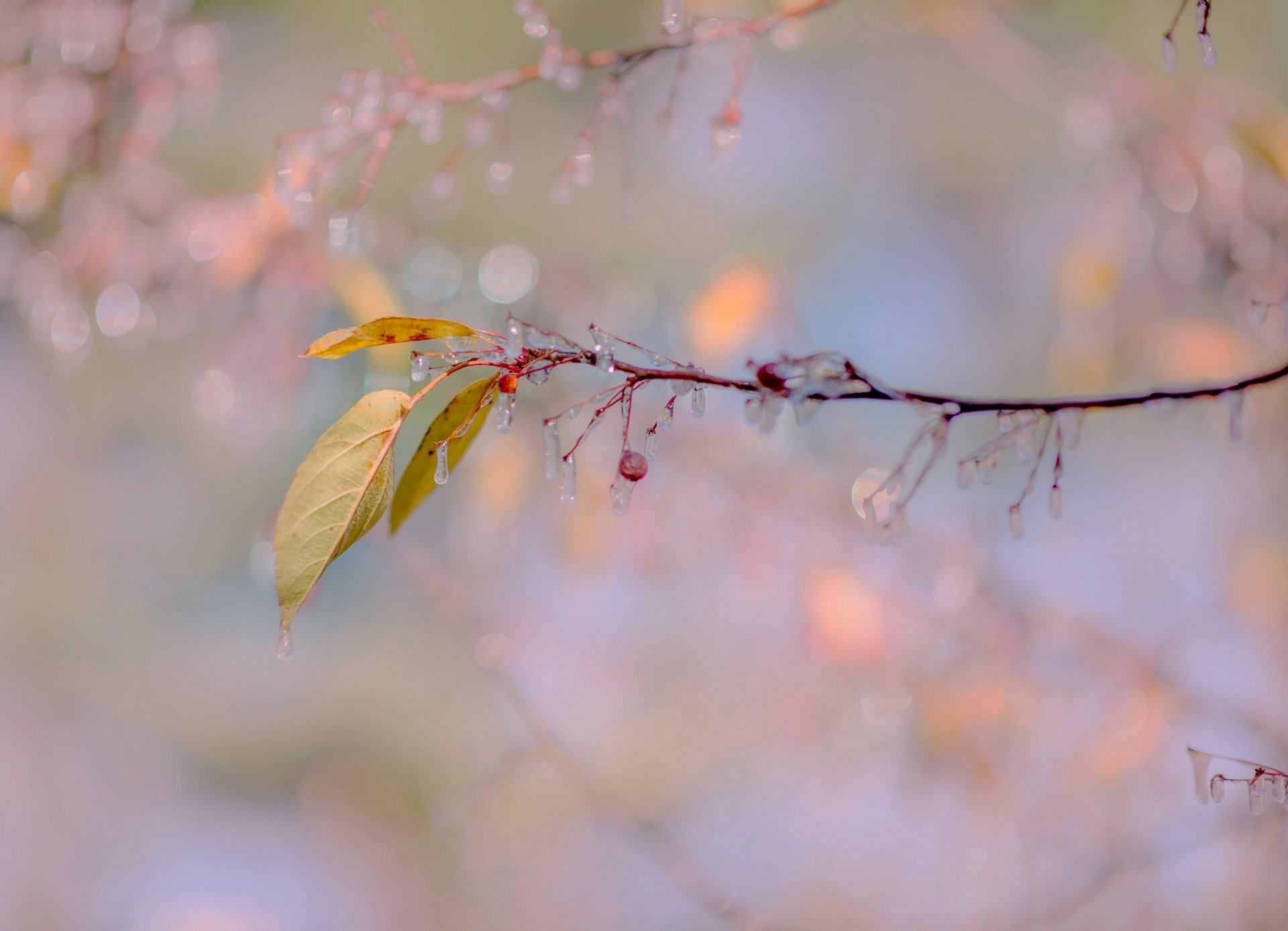 ages leaves fruit icicles frost autumn