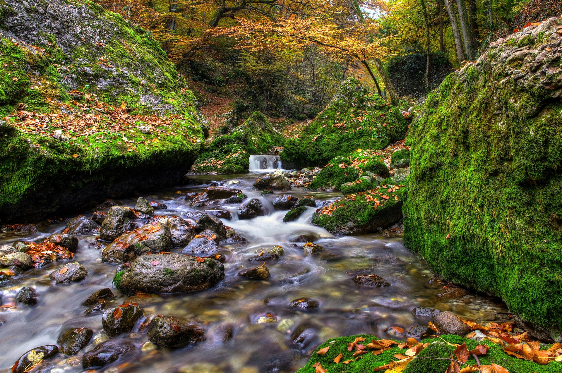 forest boulders autumn leaves river stones creek