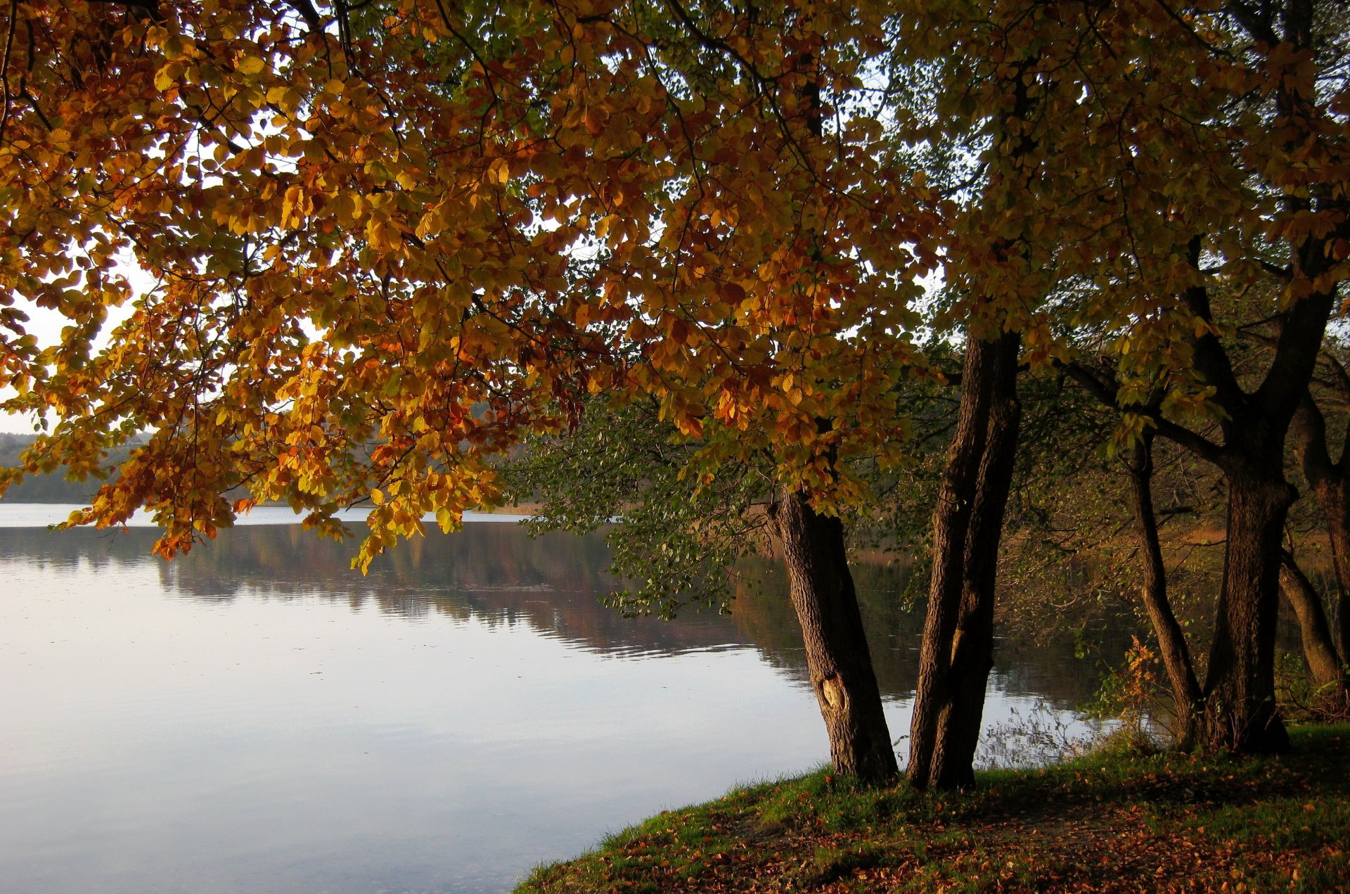 pologne marchowo tres caractère