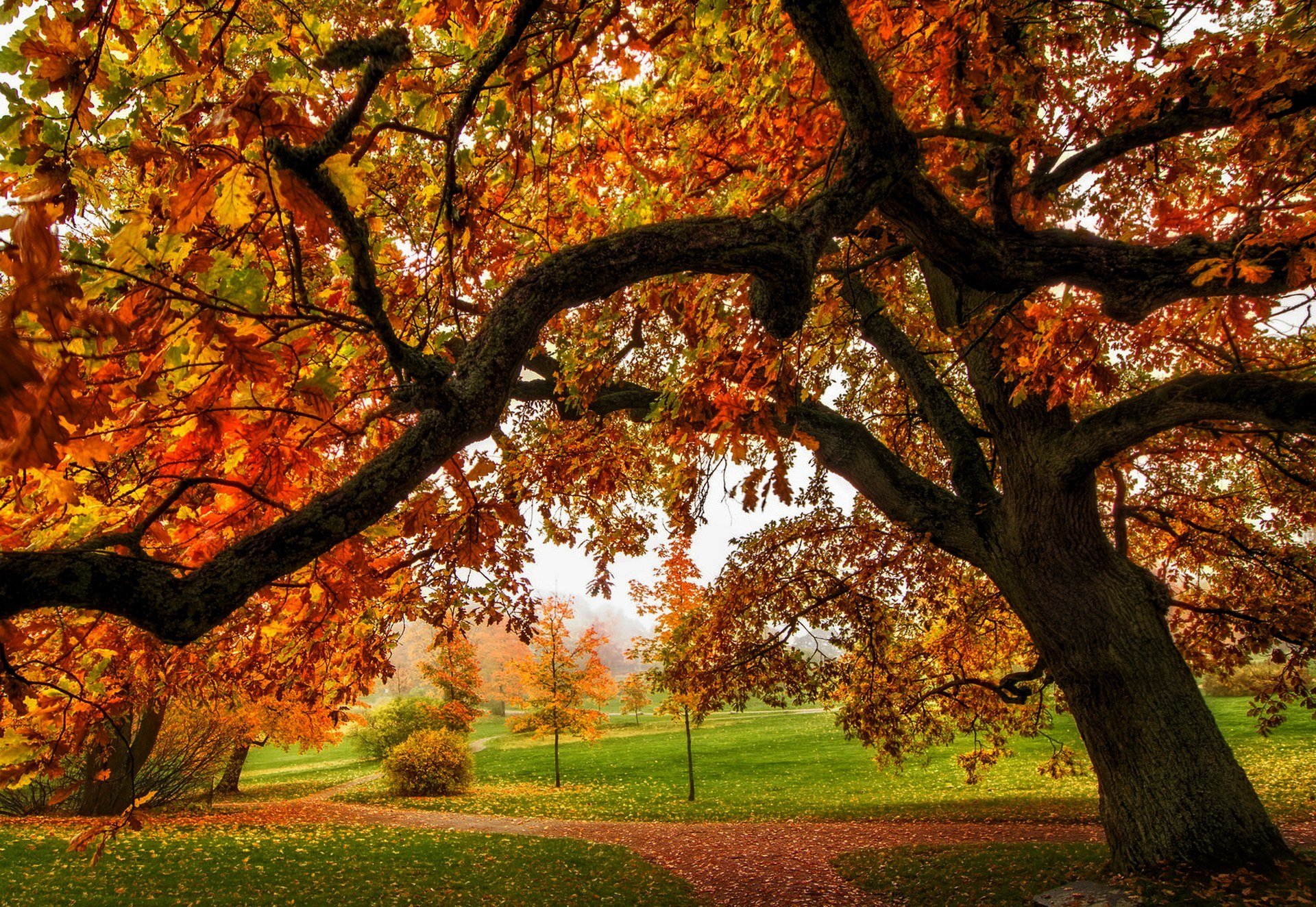 natur wald park bäume blätter bunt straße herbst herbst farben zu fuß