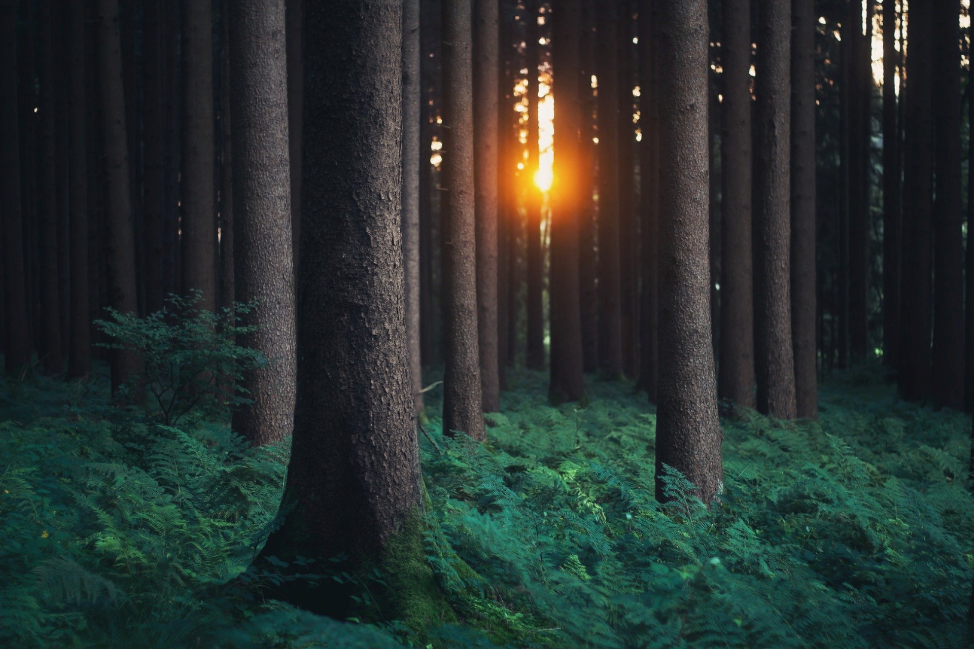 forêt nature lumière