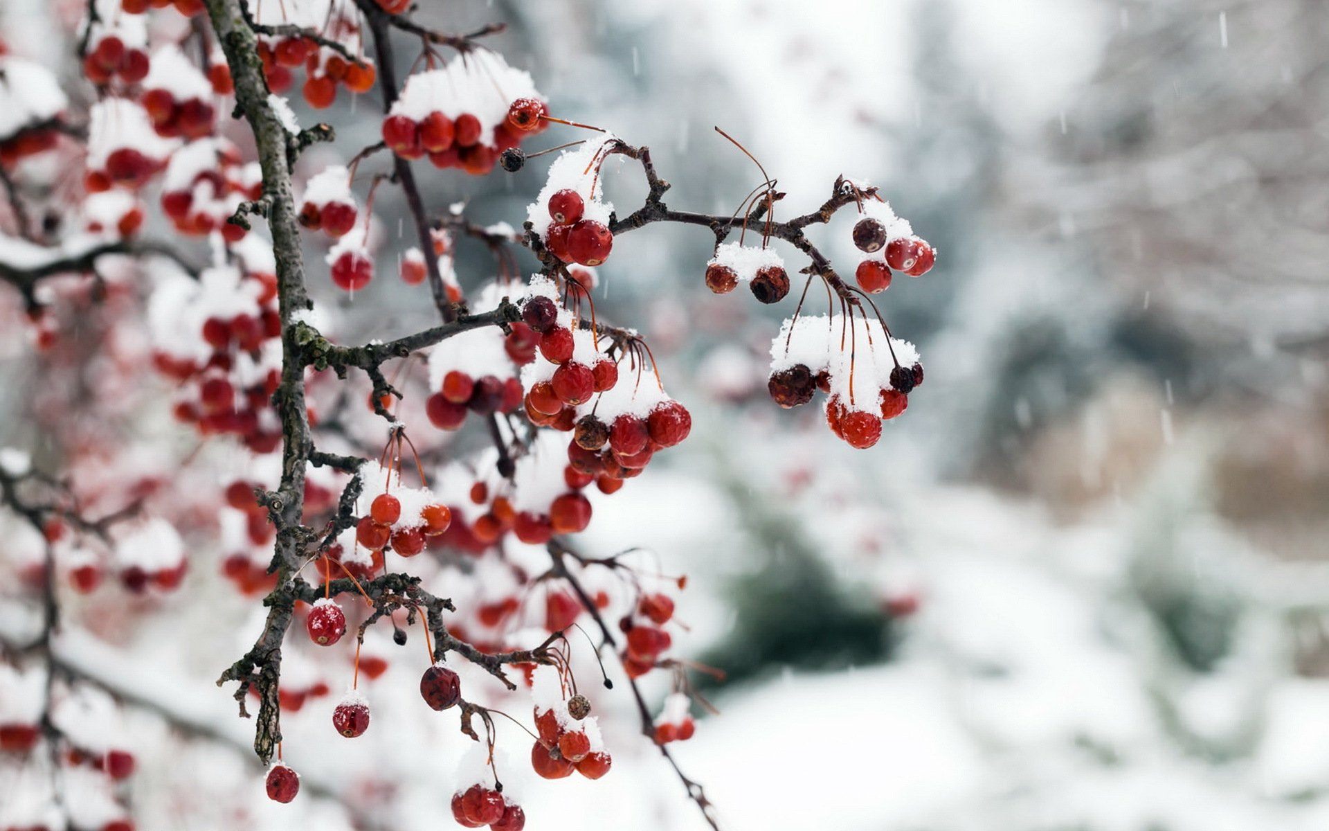 bayas nieve naturaleza