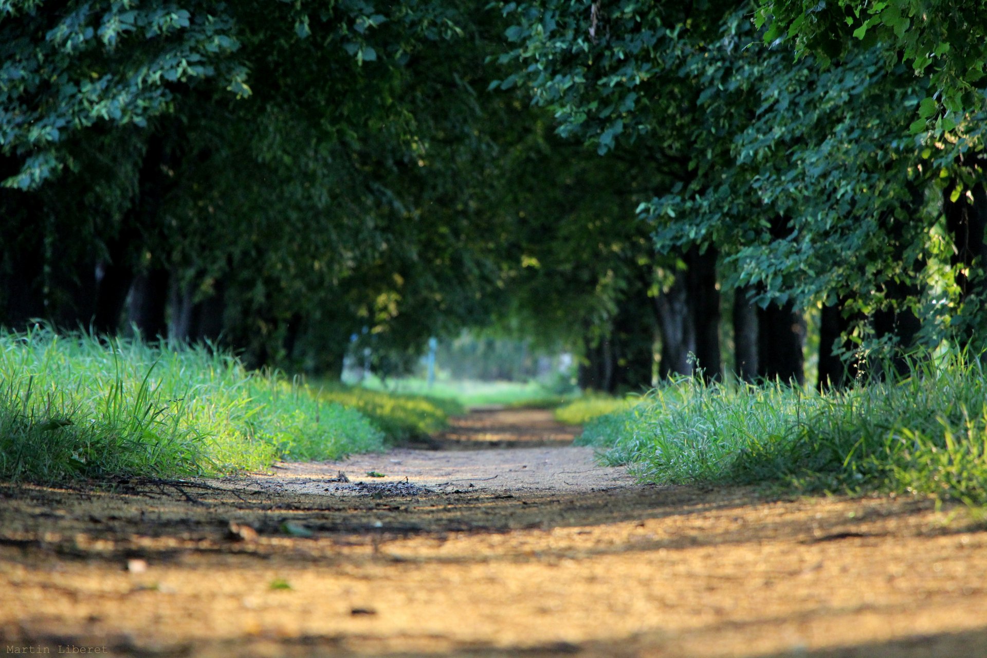 raggi sera sole vicolo alberi erba