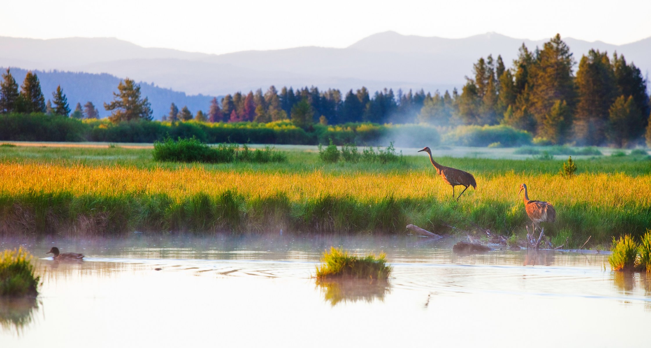 mountain forest autumn lake heron birds duck grass fog