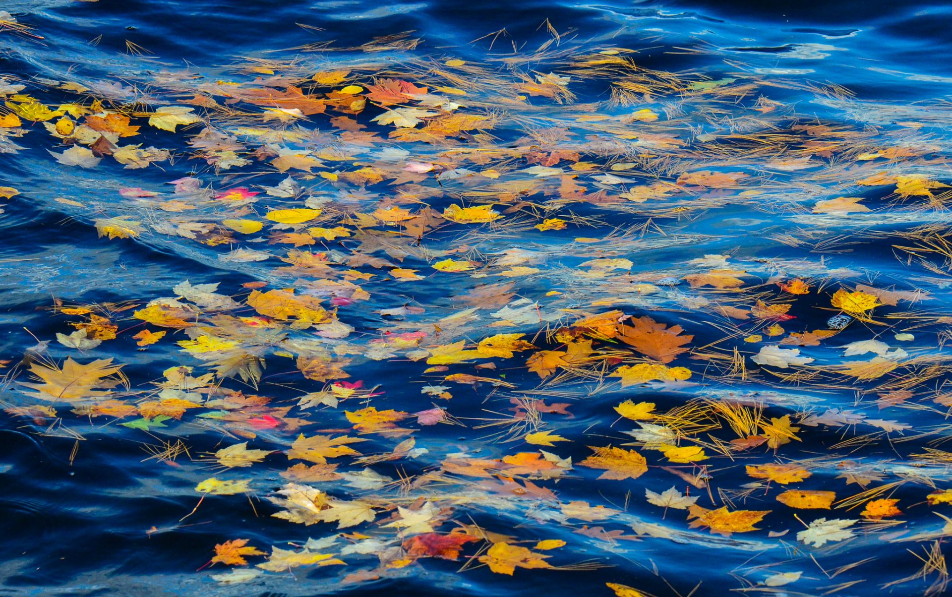 rivière ruisseau eau feuilles aiguilles automne