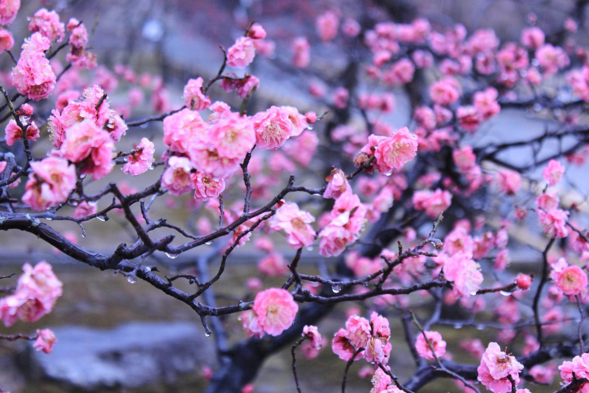 imperial garden kyoto japan spring flower drops water