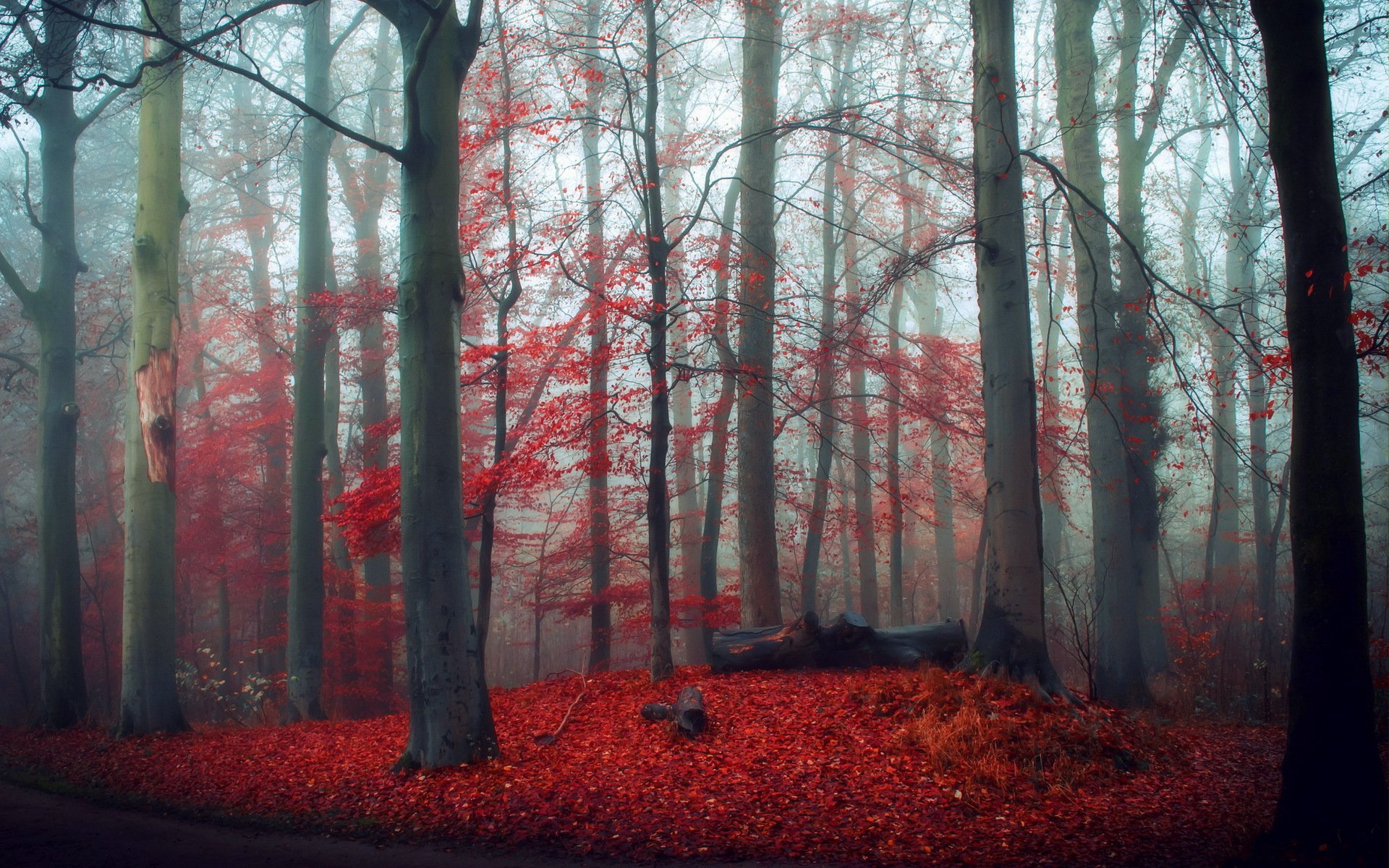 wald herbst natur