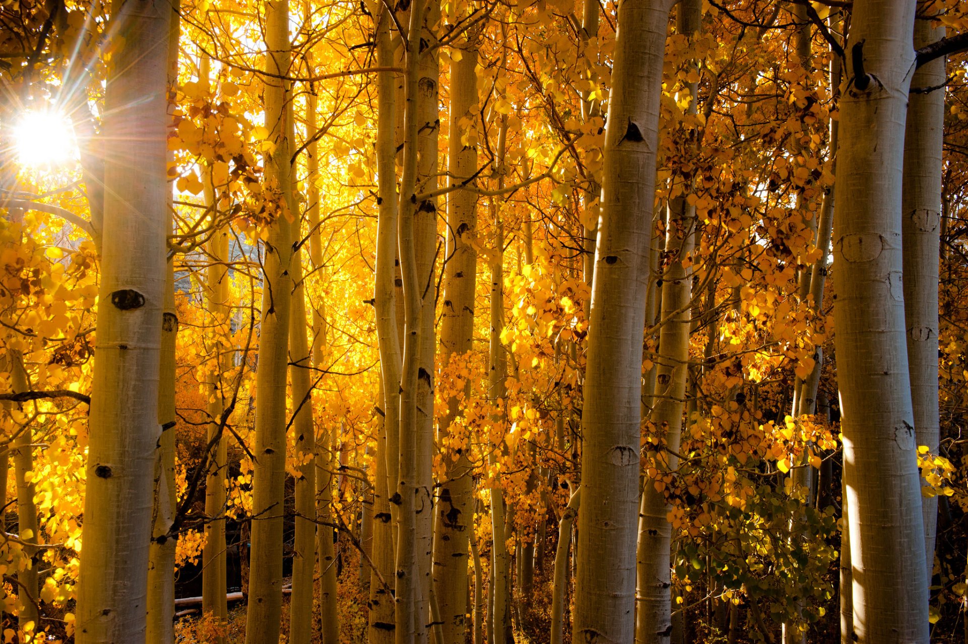 aspen colorado usa foresta pioppo tremulo foglie autunno luce raggi tronco