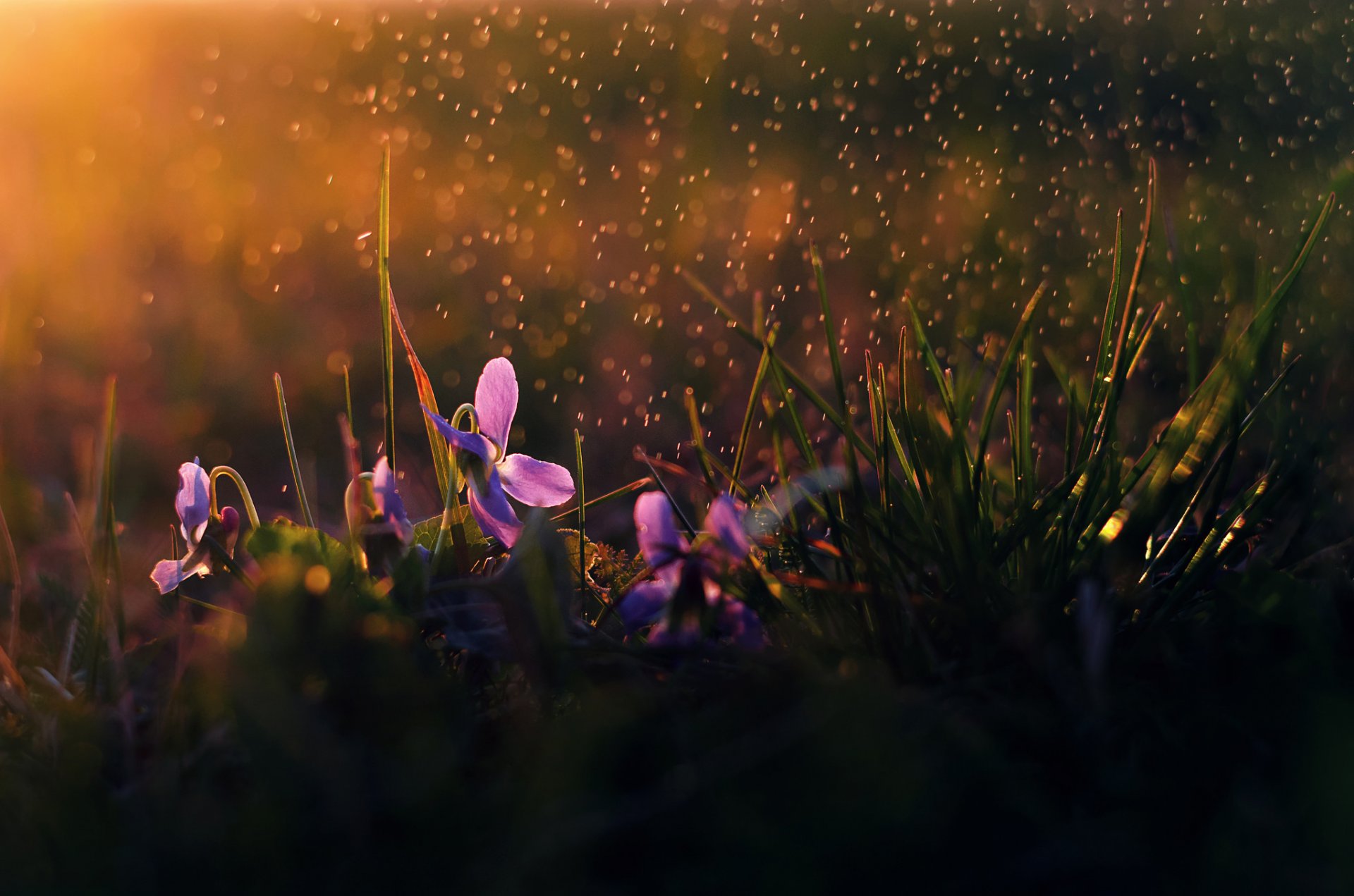 fleurs pluie matin