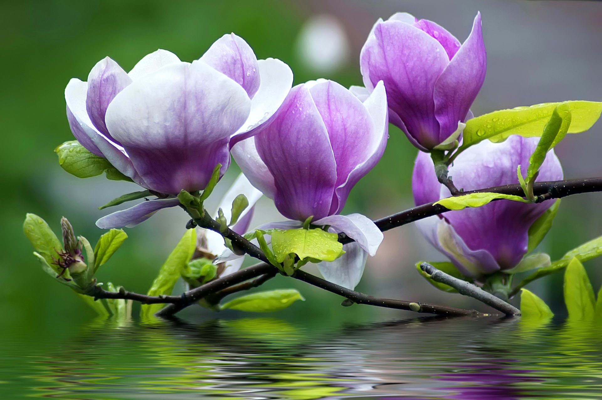 fiori petali rami acqua magnolia