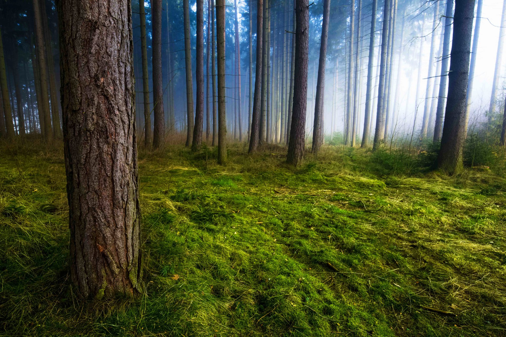 bosque árboles troncos mañana niebla musgo hierba naturaleza