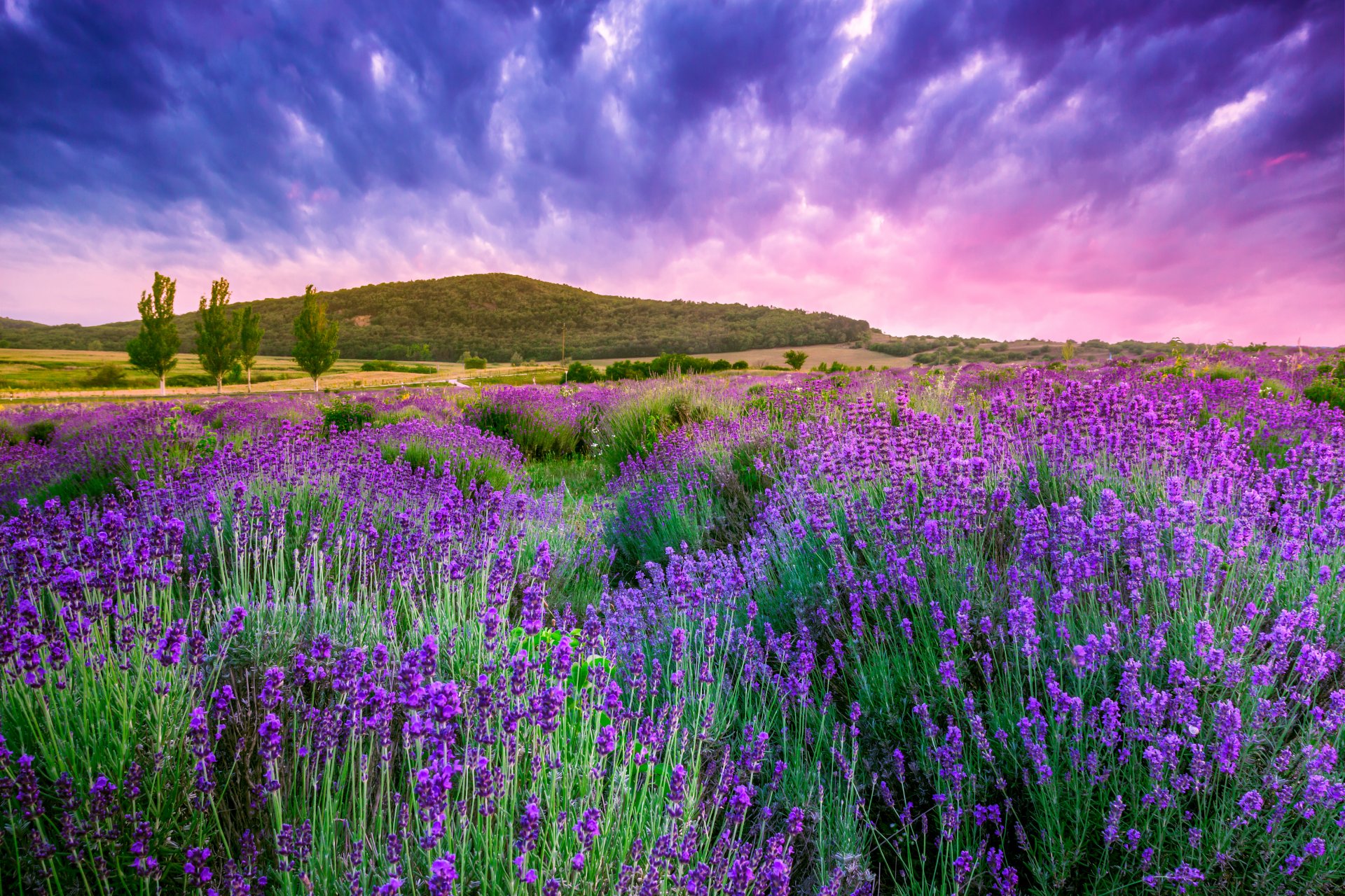 natura alba paesaggio fiori lavanda