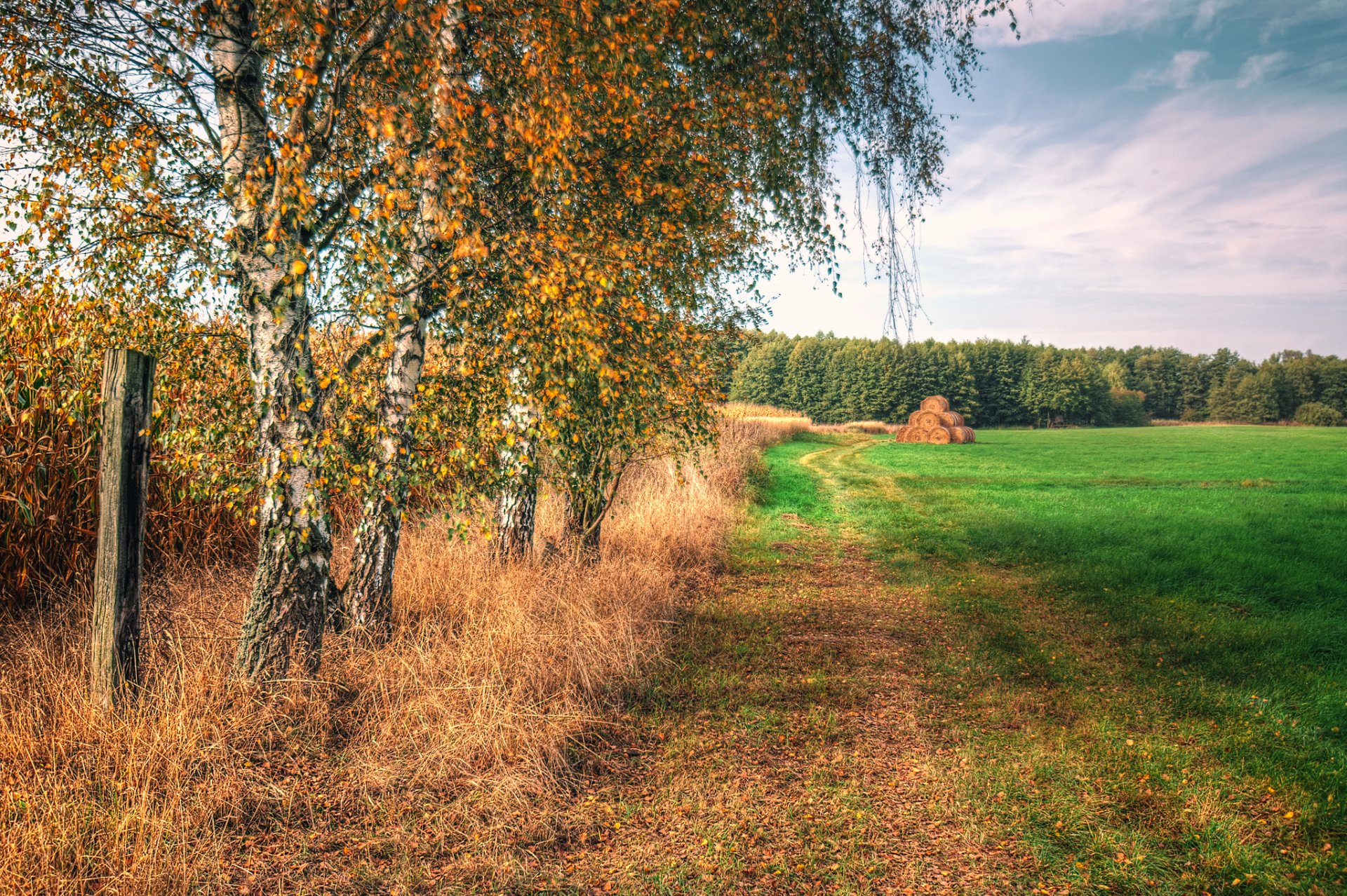 himmel feld gras bäume birken herbst heu