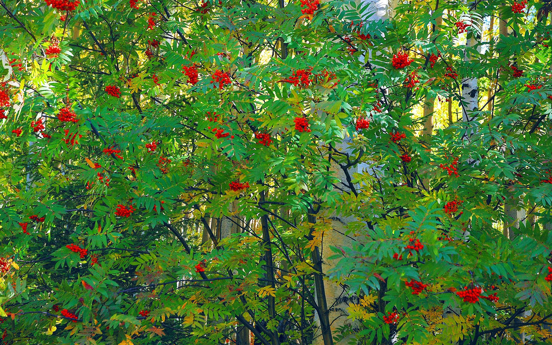 tree birch rowan leaves bunch of berrie