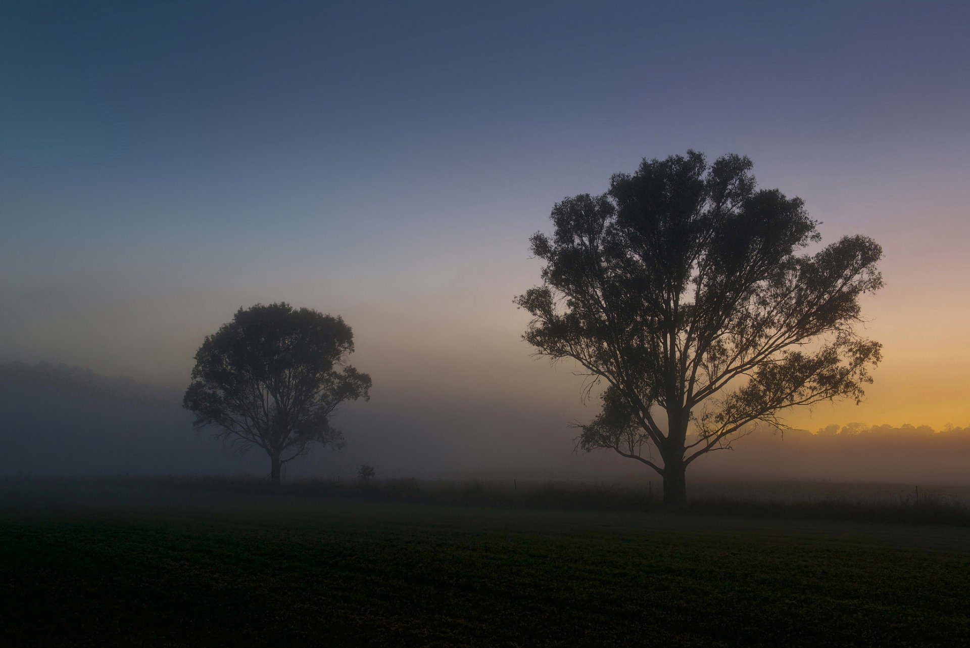 mattina alba nebbia campo alberi estate