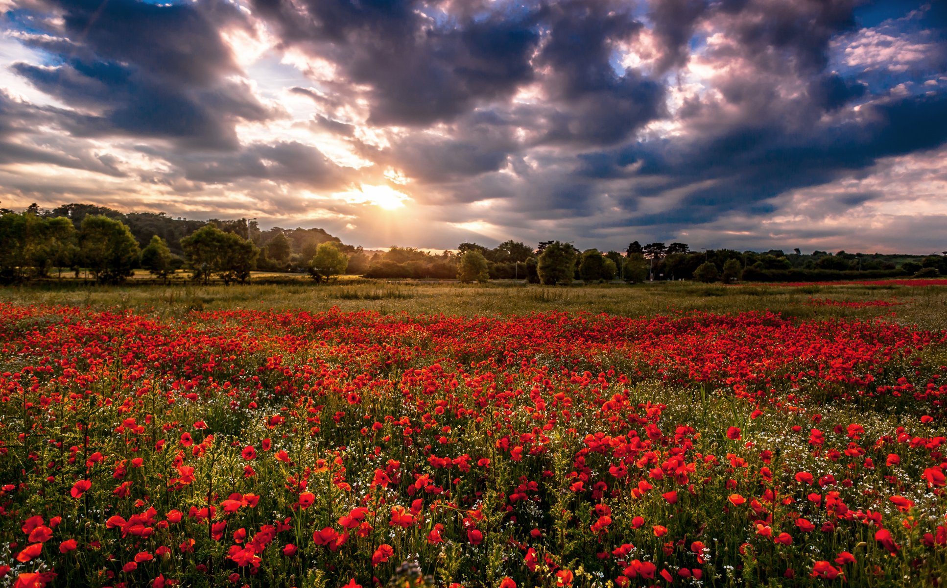 mohnblumen blumen rot feld bäume wolken natur