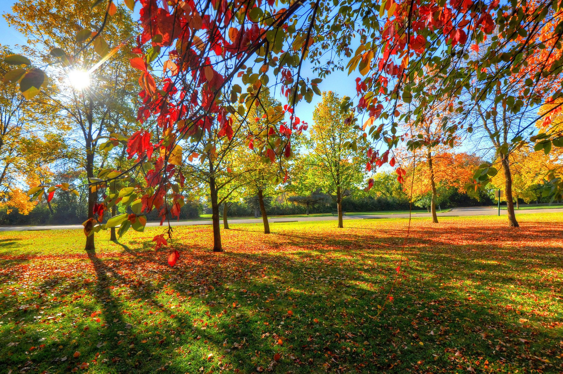 park niebo drzewa trawa liście jesień