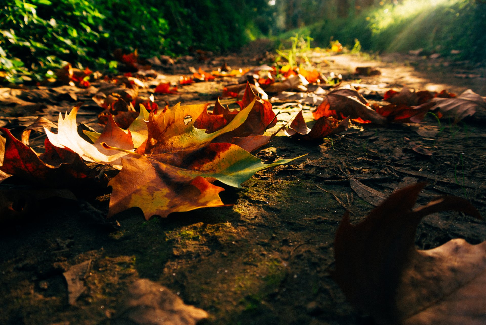 natura tramonto foresta parco alberi foglie colorato strada autunno caduta colori passeggiata alba