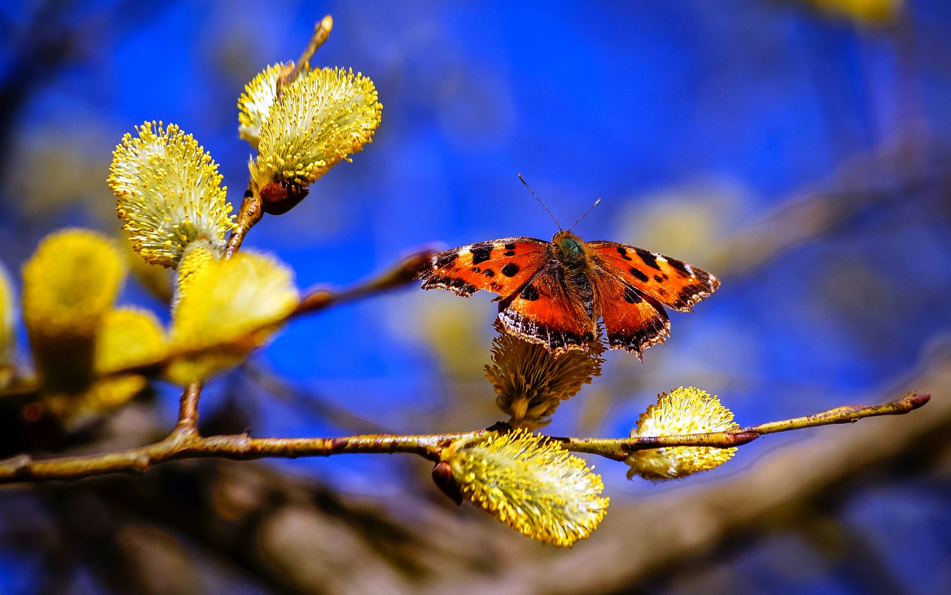 nature printemps branche saule ciel papillon