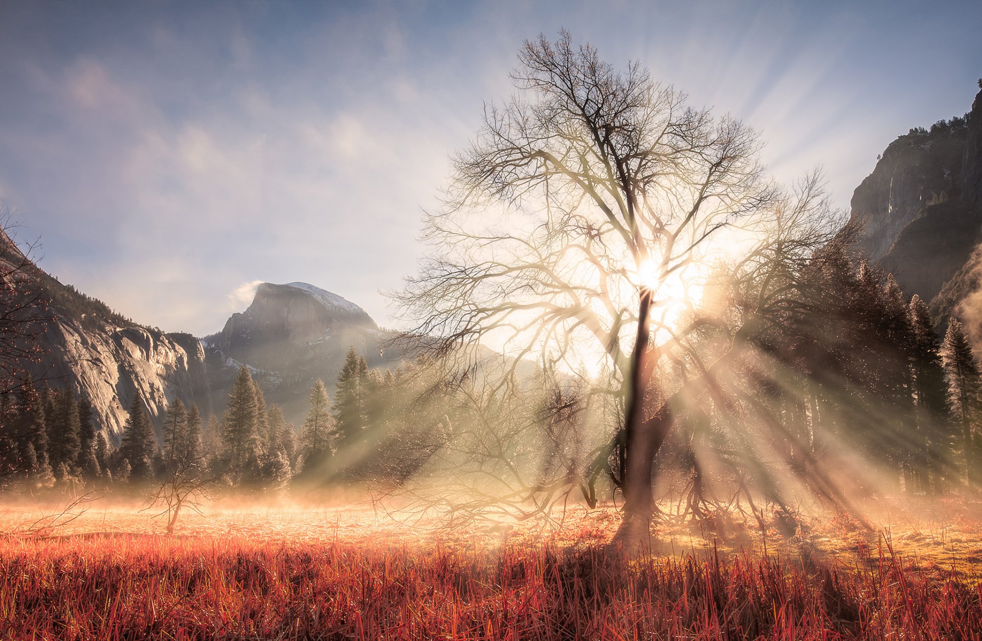 stati uniti california parco nazionale di yosemite inverno febbraio albero rami luce sole raggi foresta montagna