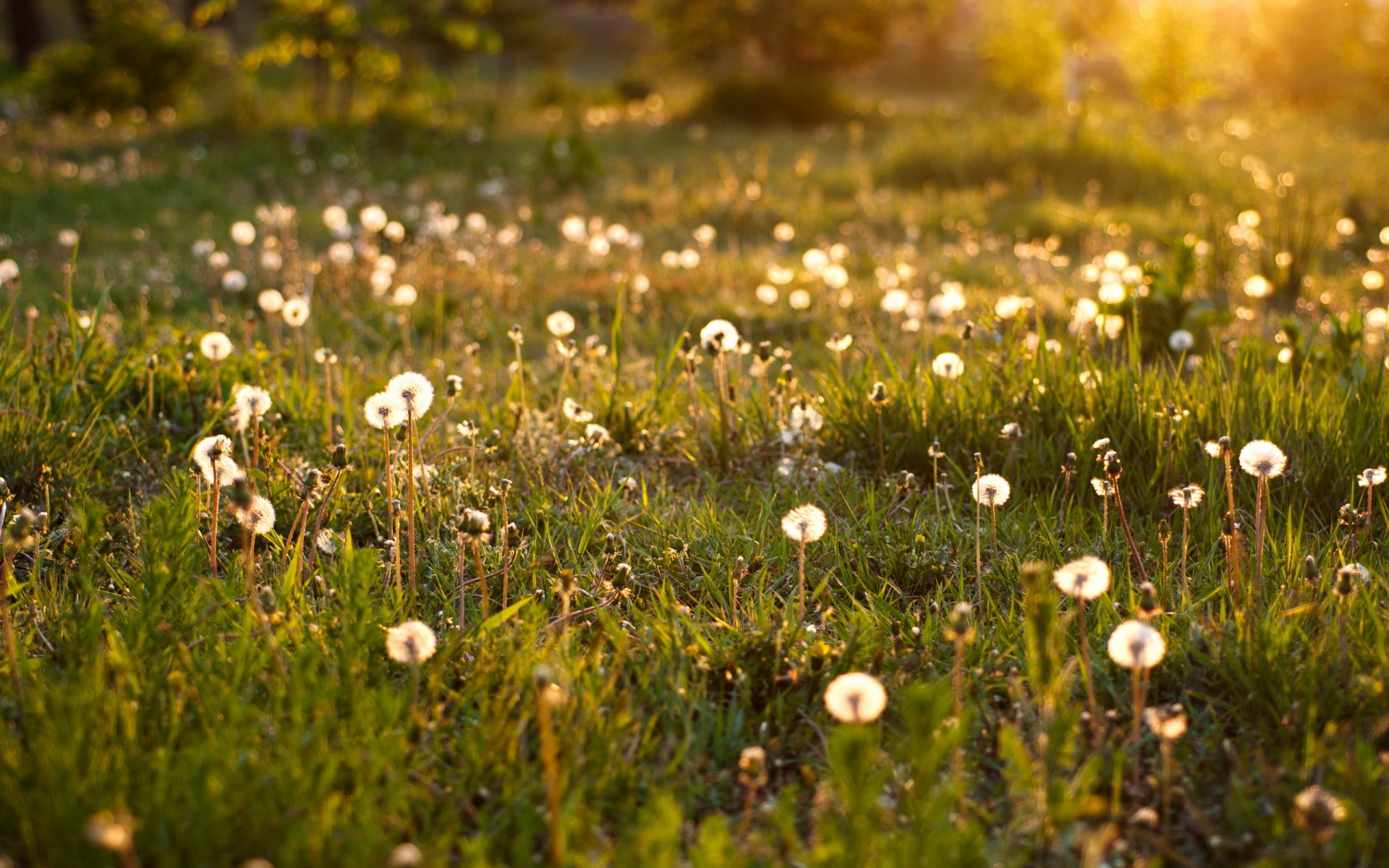 dandelion in summer