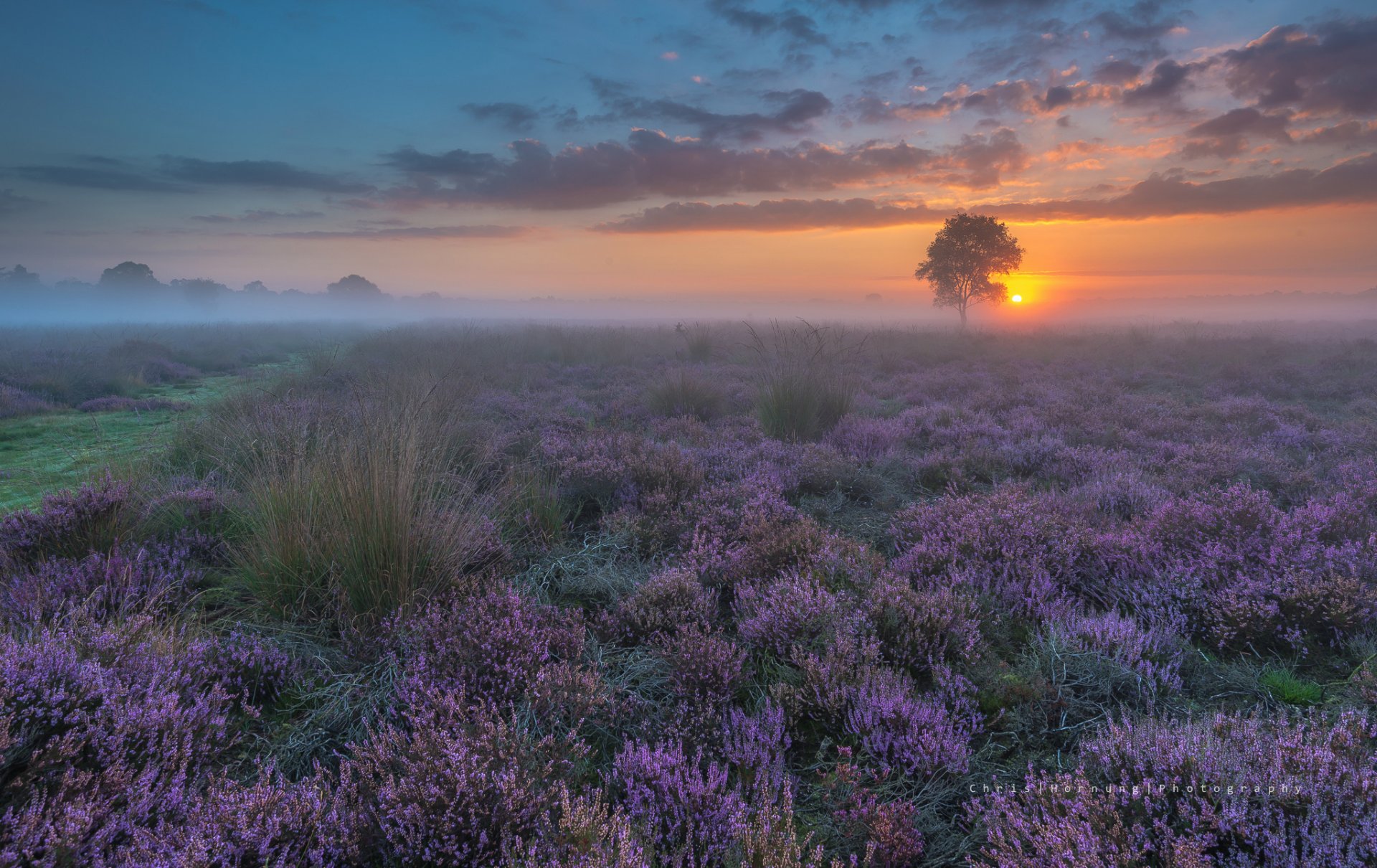 niederlande frühling abend sonnenuntergang feld blumen dunst nebel