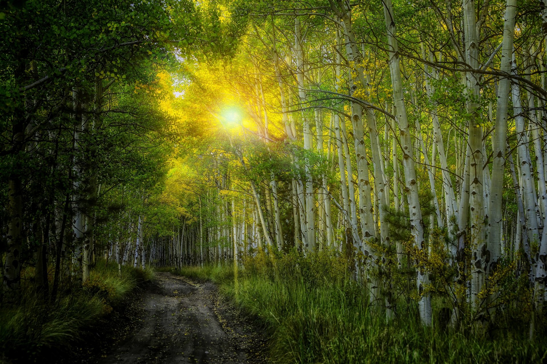 natur sonnenuntergang sonne strahlen birke wald bäume blätter bunt straße herbst herbst farben zu fuß