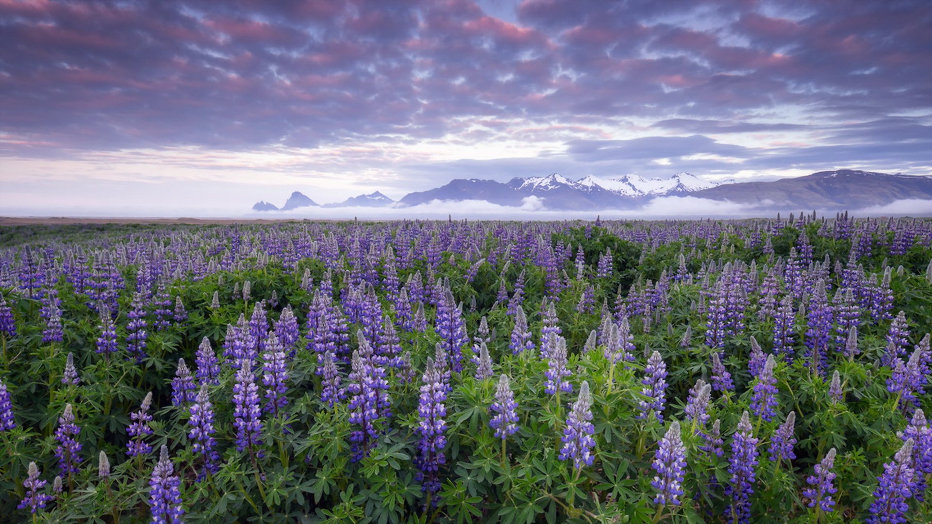 łubiny islandia kwiaty