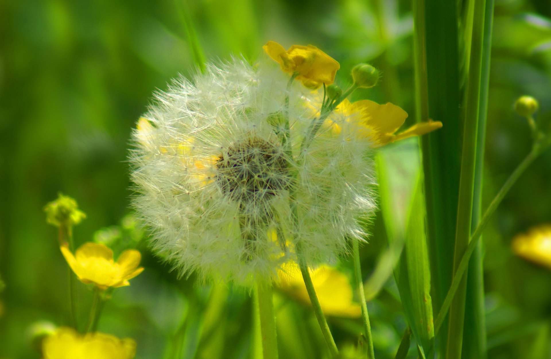 pré champ herbe fleur pissenlit