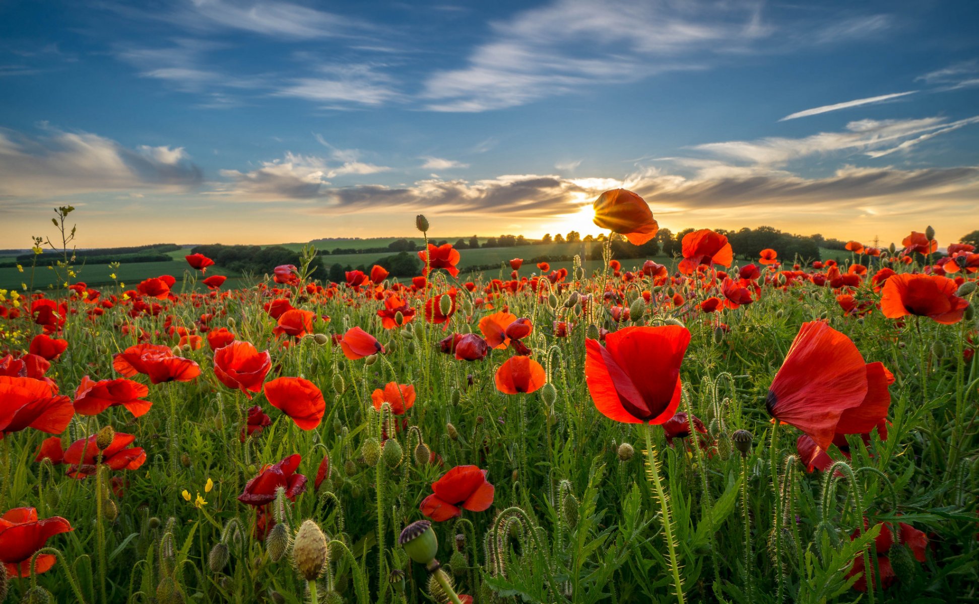 ciel nuages soirée collines champ pré fleurs coquelicots