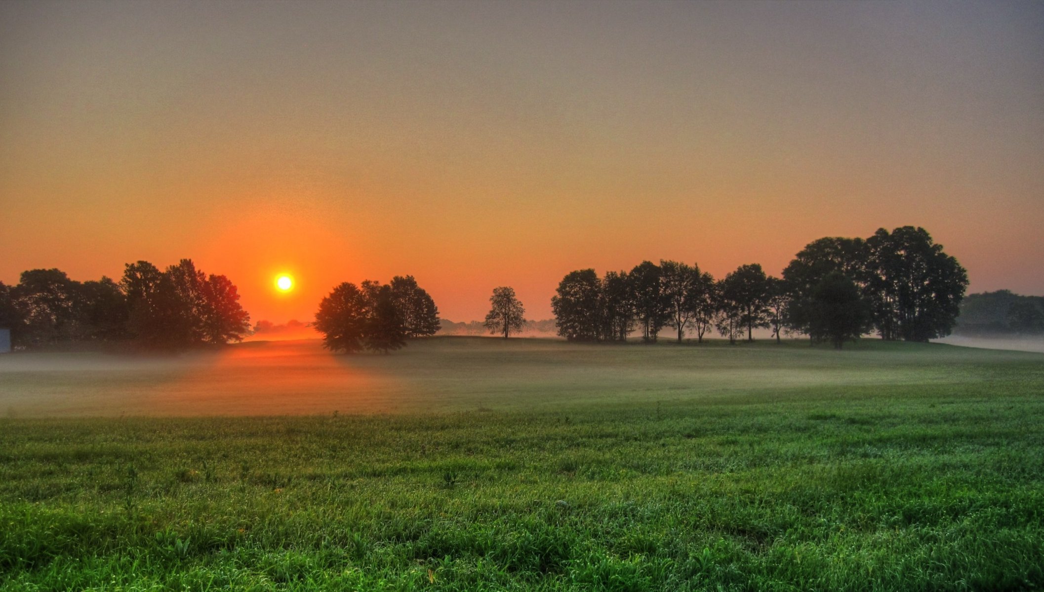 champ arbres brouillard nature