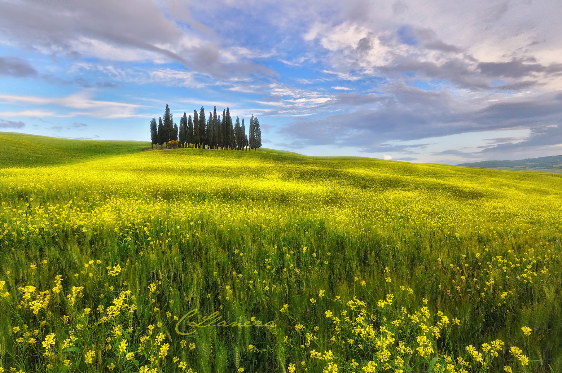 italia toscana primavera maggio cielo nuvole campo fiori colza