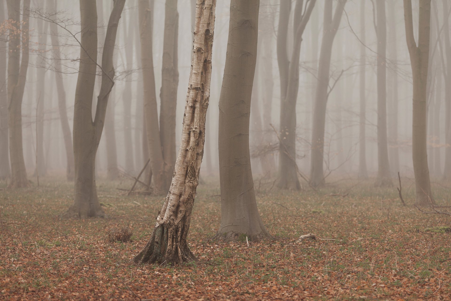 Стволы деревьев в тумане