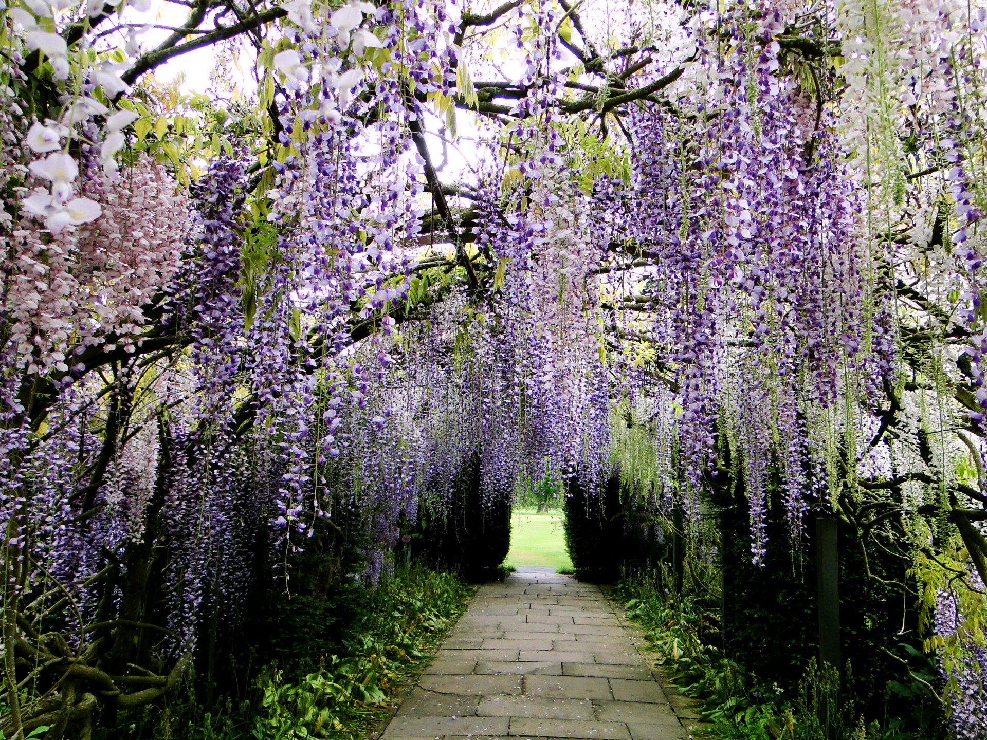 japón parque kawachi fuji jardín callejón camino wisteria wisteria